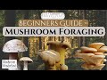 Beginners Guide To Wild Mushroom Foraging 2024