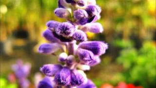 Mackenzie Thoms - Crazy