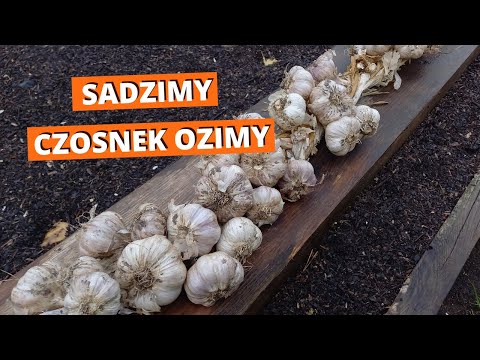 , title : 'Jak sadzić czosnek ozimy'