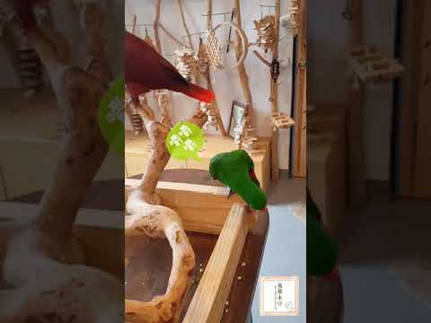 大葉欖仁果實食用