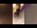 Try Not To Laugh - Funny Cats Water Fails Video 2019 - Donand39t Bathe The Cats
