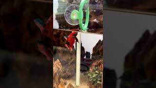 Download lagu Melatih ikan cupang Akrobatik di aquarium #shorts #ikancupang #ikanhias mp3