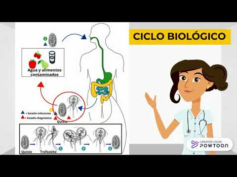 Pinworm keresztmetszete, Worm allergia tünetei Pinworm férgek kezelése felnőtteknél