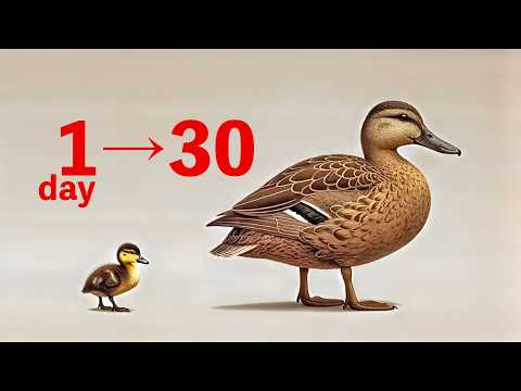 Summary of baby duck growth over one month 🐤Compare the changes 🦆