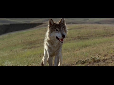 Filmli efecast 111 - "Oscar'lık Hayvan Oyuncu"