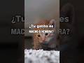 Diferencias entre GATITOS y GATITAS recién nacidos #Shorts #gatitos #diferencias #gatos #gato