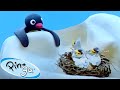 Pingu And The Bird S Mom Pingu Official Channel Cartoons For Kids