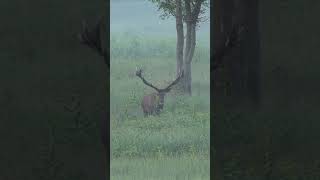 Starker Hirsch am Brunftrudel! #jagd #rotwild