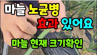 마늘3차방제했어요. 효과가 있어요. 수확2달앞둔 마늘 뽑아봤어요.