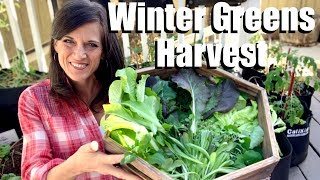 Harvesting Winter Greens from the Garden Grocery Store 🌿❄️🌿