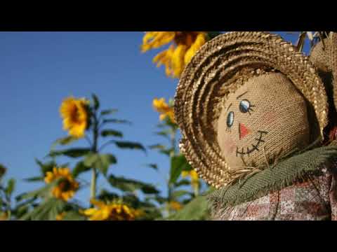 Fieldtree - Kissing the Scarecrow