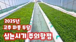 고추 심는시기 괴산청결고추 괴산고추 충북 괴산 풀뿌리농장 (고추재배방법)
