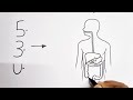 53U Turns Into Human Digestive System Diagram Drawing Class 10