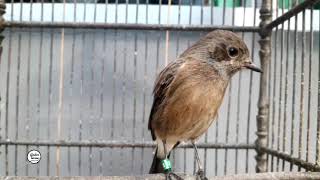 Download lagu DECU BETINA mp3 Download lagu DECU BETINA mp3