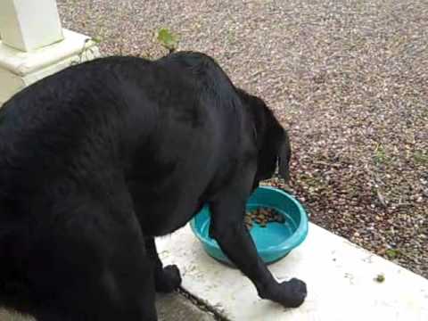 An eventful meal for Stouffer.wmv