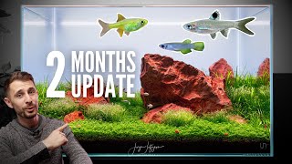 Beginner Iwagumi: EXPLOSIVE Plant Growth!