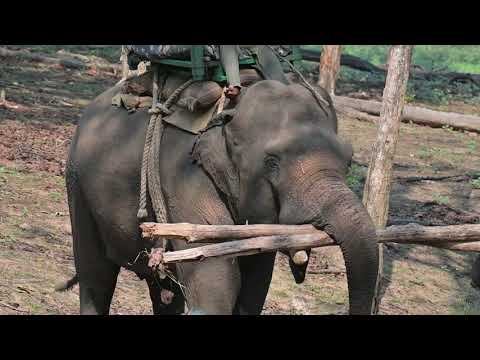Elephant At Turia Gate