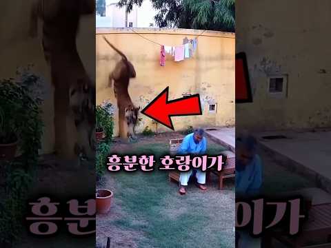 울타리를 넘어온 호랑이의 정체