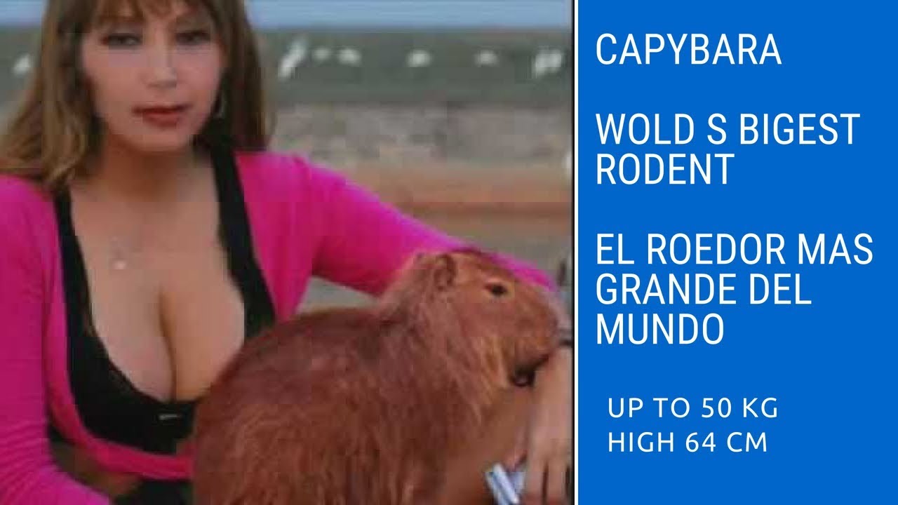 🔴GIANT CAPYBARA THE BIGGEST RONDENT IN THE WORLD EL ROEDOR MAS GRANDE MUNDO