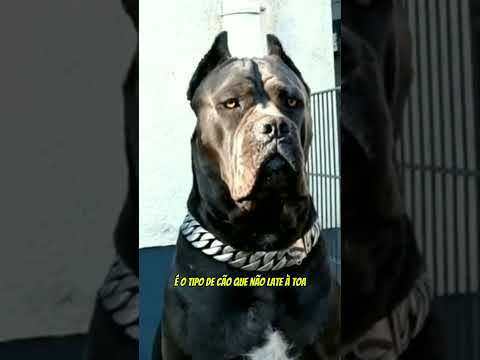 Vantagens de Ter um Cane Corso!