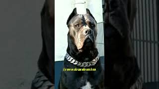 Vantagens de Ter um Cane Corso!