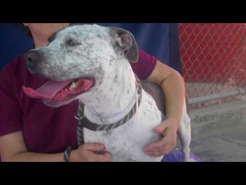 A5031752 May | Pointer / Pit Bull