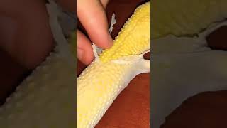 lizard 🦎 removing skin