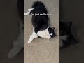 Fat Tuxedo Cat Catsofyoutube Catlife Catmania Catlover Fatcatvideosfunny Tuxedocats Catlife