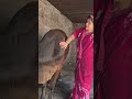 Cow Baffalo Animalfarming Animals Cattlefarming Cute Livestockfarming