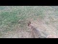 Malinois Vs Stray Dog First Meeting