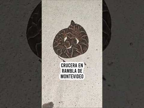 Una crucera en las canteras del Parque Rodó | Bothrops alternatus