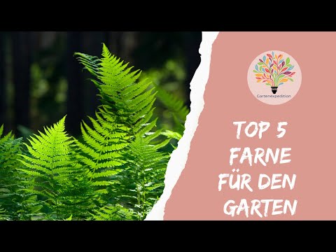 Top 5 heimische Farne: Dein Guide für lebendige Schattenbeete