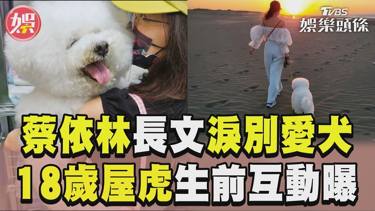 影音/蔡依林400字長文淚別愛犬! 18歲「屋虎」驟逝生前互動曝