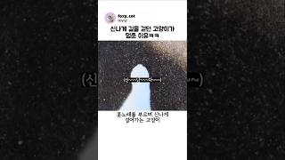 신나게 길을 걷던 고양이가 멈춘 이유 ㅋㅋ