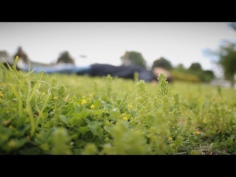 Cenizas video