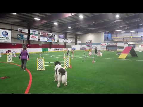 Newfoundland Dog Standard Agility Run