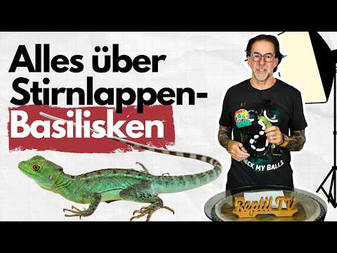 Reptil TV Basic – Alles über Stirnlappenbasilisken – Das musst du wissen!