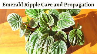 Emerald Ripple Peperomia Care and Propagation #Peperomia #emeraldripple