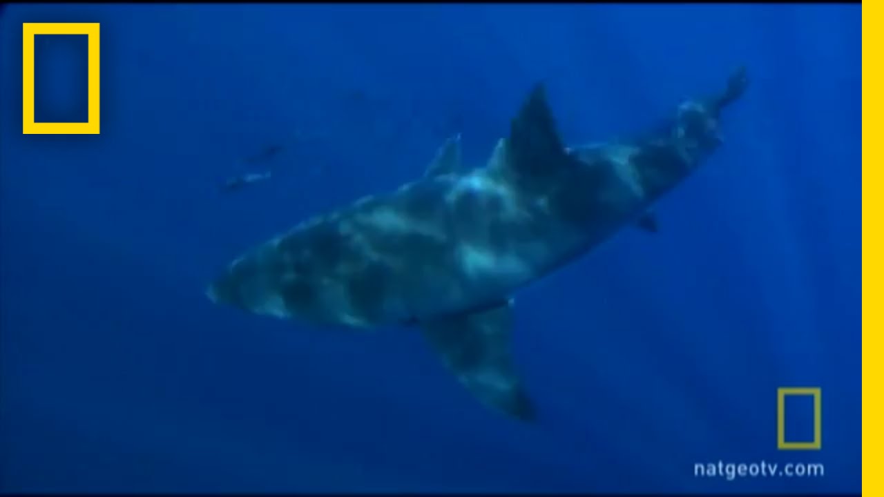 A Long, Strange Shark Trip | National Geographic