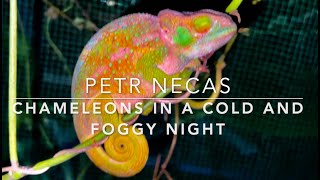 Chameleons Love it Cold and Foggy at Night