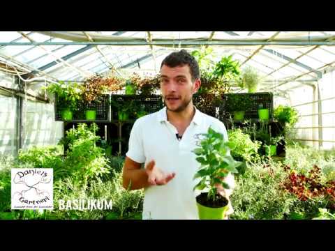 Daniel's Gartneri -  Basilikum