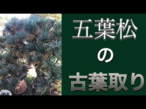 室内開花盆栽