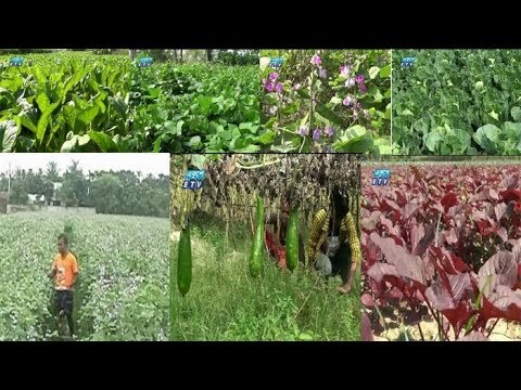 নাটোরে শীতের সবজির বাম্পার ফলন
