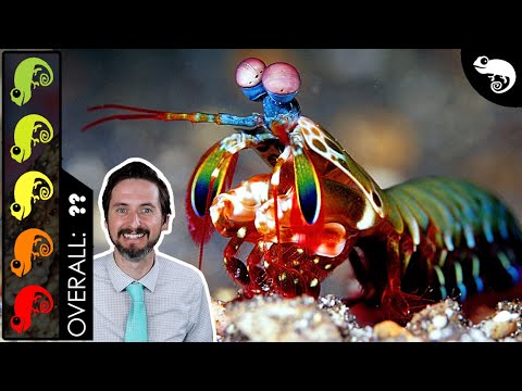 Mantis Shrimp, The Best Pet Crustacean?