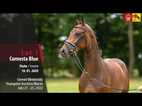 Cornet Obolensky Youngster Auction Lot 1 Cornesta Blue Stute v. Cornet Obolensky - Quidam de Revel
