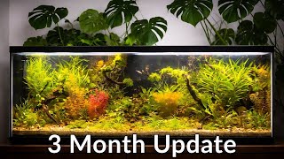 3 Month Dirted Aquarium Update | No Filter, No CO2, No Water Changes – Self Sustaining Ecosystem