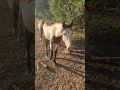 Hongre Paint Horse 