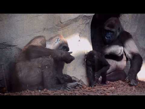 El tercer bebé gorila nacido en Bioparc (Valencia) se llama MBeli