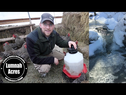 download lagu mp3 mp4 How To Keep Chicken Water From Freezing, download lagu How To Keep Chicken Water From Freezing gratis, unduh video klip How To Keep Chicken Water From Freezing