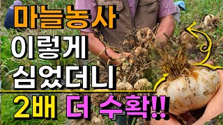 마늘농사 대박 나만몰랐던 2배 더 굵게키우는법 초간단 2배 수확 마늘농사 마늘재배